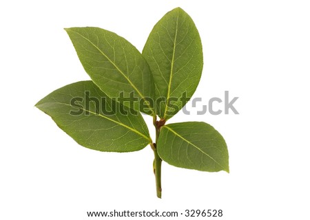 fresh bays leaves isolated on the white background