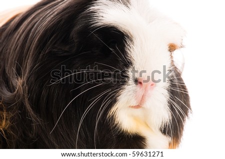 guinea pig isolated on the white background