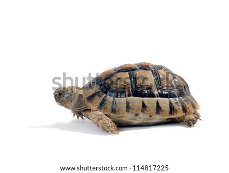 Land Turtle Isolated On White Background Testudo Hermanni, (Herman'S ...