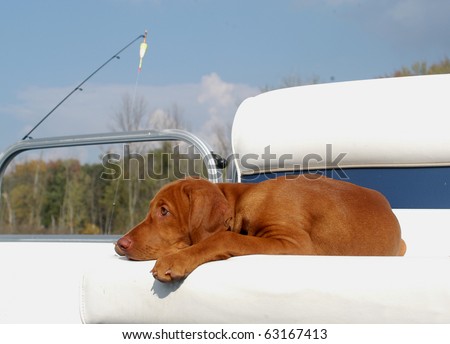 Pure breed Vizsla dog laying on a boat staring at the lake