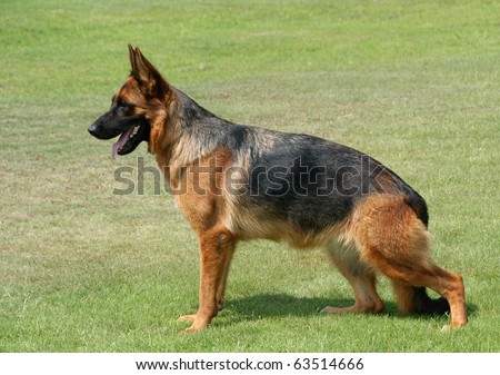 Pure breed champion German shepherd dog in show stand on green grass