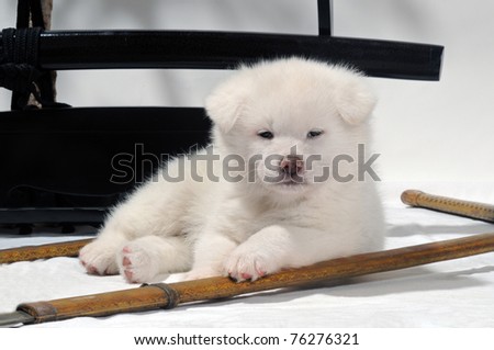 White Akita Inu dog puppy with martial arts background