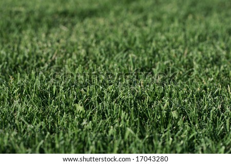 fresh cut grass or lawn