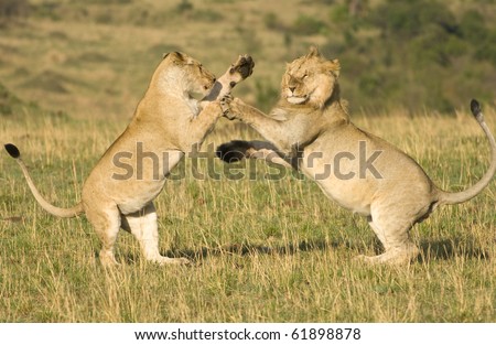 A large male and female lion mock fighting in Kenya\'s Masai Mara