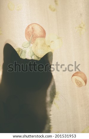 Silhouette of cat sitting behind curtain.