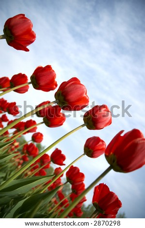 tulips (special photo f/x with dark vignetting ,focus on the center of the photo)