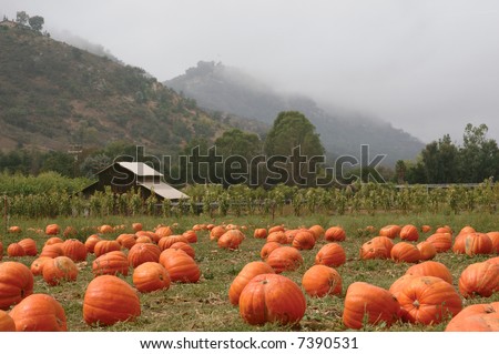 Landscape orientation of a pumpkin patch in October