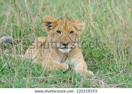 Close up portrait off beautiful little lion, Masai Mara, Kenya
