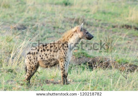 Spotted hyena portrait at first light (Crocuta crocuta), also known as the laughing hyena or tiger wolf