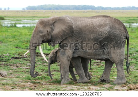 An African elephant mom walking together with her cute little baby