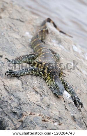 Monitor lizard Varanus niloticus, Big monitor lizard at the Olare Orok River, Massai Mara, Kenya.