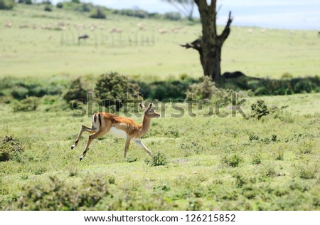 Impala antelopes  running in the  Crescent Island Lake Naivasha in Kenya, Africa