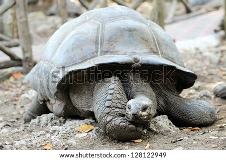A solitary Aldabra giant tortoise, scientifically known as Aldabrachelys gigantea, is one of the largest tortoises in the world, Prison Island, Zanzibar