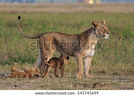 Lion female with young cubs, Masai Mara, Kenya