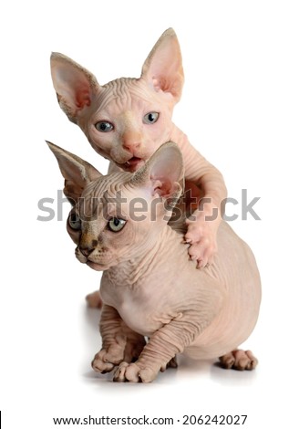 two sphinx kitten isolated on white background