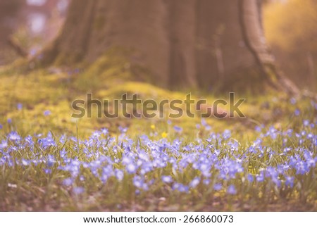 Bed of blue crocus flowers at the base of a thick tree trunk