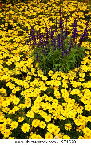Yellow around purple flowers in Vancouver Queen Elizabeth Park. More with keyword group14h