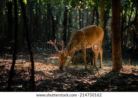 deer stand in front of forest