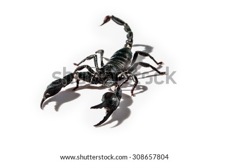Giant forest scorpion species found in tropical and subtropical areas in Asia.