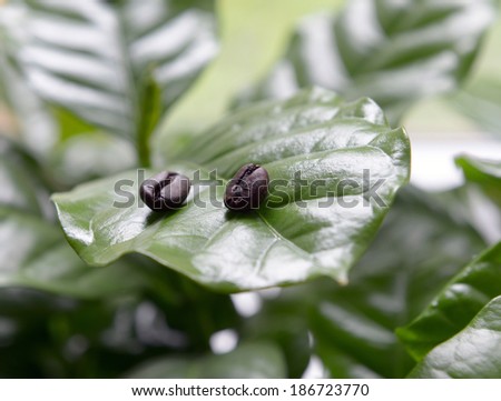 coffee beans in coffee leaves