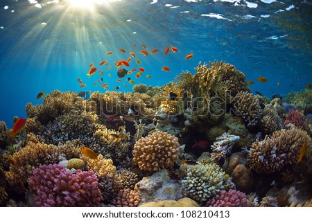 Beautiful View Of Sea Life Stock Photo 108210413 : Shutterstock