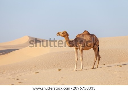 Similar – Image, Stock Photo dromedary Dromedary Camel