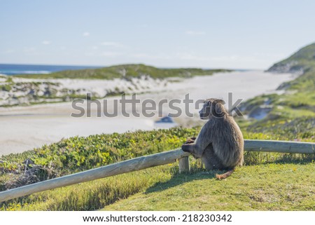 Chacma Baboon at Cape Point, located near the city of Cape Town, South Africa. The peninsula has towering rock cliffs that overlook the beautiful ocean view. A tourism and travel hot spot.