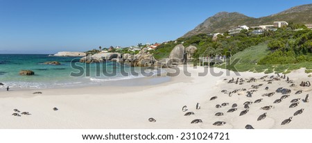 Boulders Beach Nature Reserve, near Cape Town, Western Cape, South Africa. Home of crystal clear water and penguins. Prime tourist destination