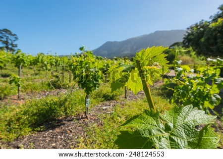 Constantia grape wineland countryside landscape background of hills with mountain backdrop in Cape Town South Africa