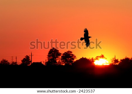 orange sunrise with a flying bird silhouette