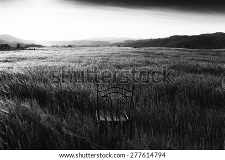 field of wheat black and white photography