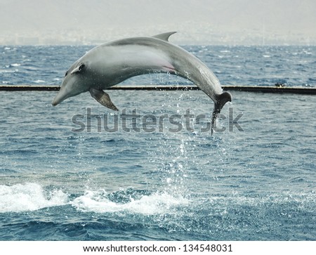 Jumping dolphin in Red sea, Eilat, Israel