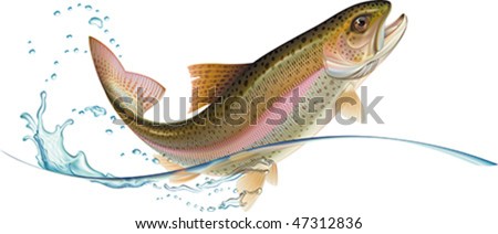 Jumping trout with water splash.  Vector illustration.