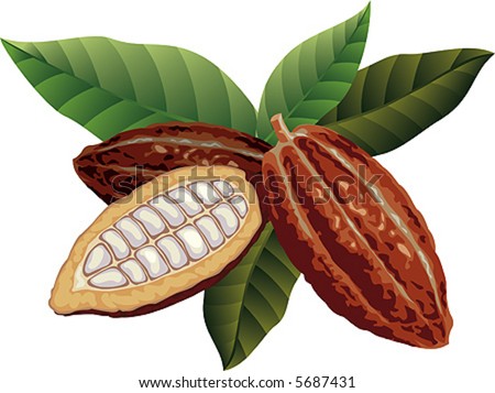 Cocoa Beans With Green Leaves. Stock Vector Illustration 5687431 ...