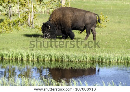 Bison reflected in the lake in Yellowstone National Park in Wyoming in the United States of America