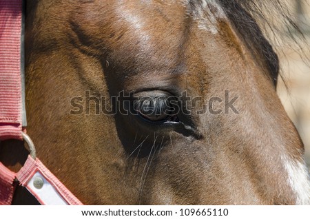 animal, horse , eyelashes , mane , horse , farm , Italy , light , brown , nature , eye , hair , reins