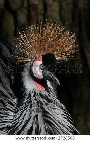 Close-up shot of an African Crowned Crane, feathers ruffled.
