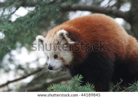Cute Red Panda sitting in pine tree