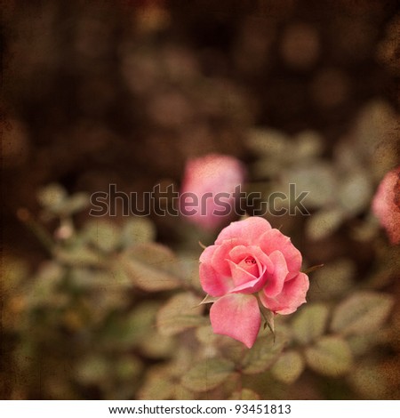 rose vintage background