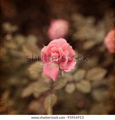 rose vintage background