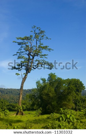 One of the remaining trees left from logging in the lowland of Palanan, Isabela, Philippines