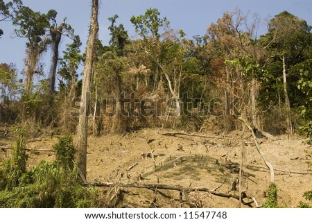 Forest are usually destroyed in the Philippines to provide an area for planting.