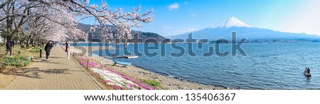 KAWAGUCHI, JAPAN - APR 13: Cherry blossom festival at lake Kawaguchi, April 13, 2013 in Japan. Viewing cherry blossom is a traditional Japanese custom. Kawaguchi is one of the best place to enjoy it.