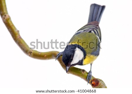 Similar – Foto Bild Vogel schaut von einer mit Stoff bespannten Terrasse herunter