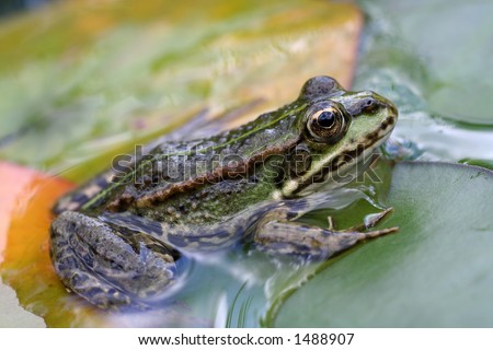 a frog on some waterlily leaves, in a pond