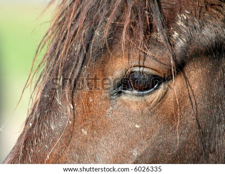 close-up of a horse\'s head