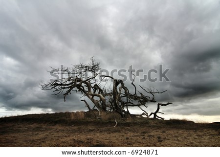 dead tree in cloudy landscape