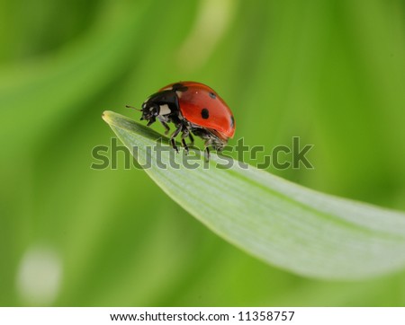 Lady-bug on green leaf