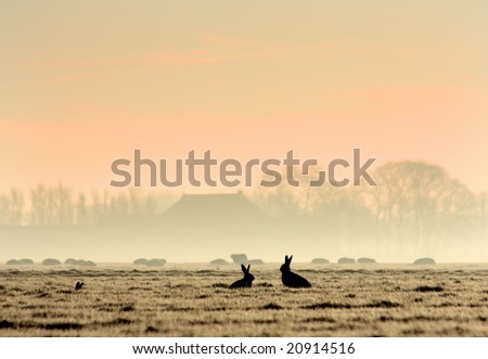 hares in a rural landscape at sunrise, funny silhouettes