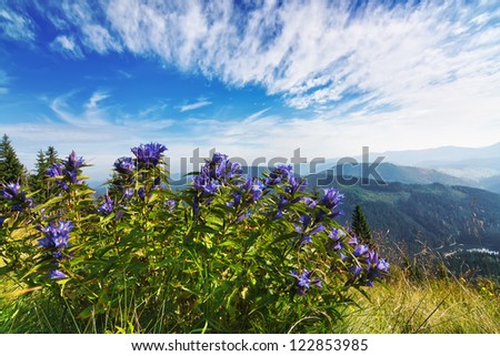 Beautiful purple bouquet of flowers in a landscape of Carpathian mountains. Synevir, Ukraine.